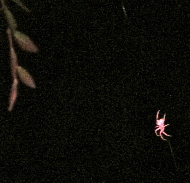 This orb spider was a bright pink color