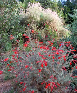 Summer color at Redlands Caroline Park with California fuchsias, with Fairy Duster and Apache plume in the background 