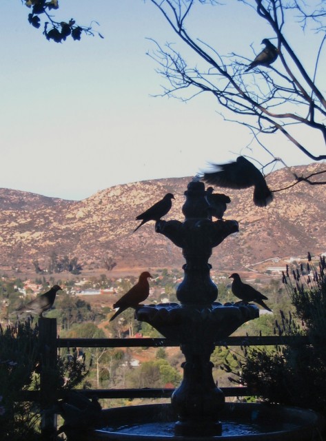 Band-tailed pigeons on our fountain in San Diego. Kee's book tells which birds are attracted to birdbaths or fountains.