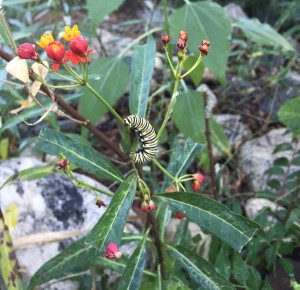 I counted 8, only to check the next day and they were all gone. After all, they look like they were in their 5th instar.