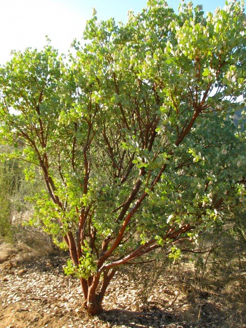 Big Berry Manzanita, one of numerous manzanitas available