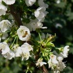 Bee on cherry bloom