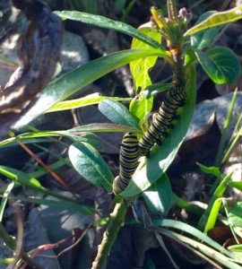 Outside, these caterpillars are making it on their own themselves.