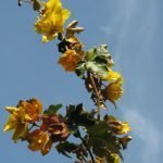 Dark mallow-shaped leaves and bright flowers of flannel bush or fremontia - 