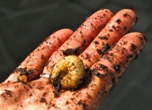 Finally figured out these are Figeater Beetle larva in our compost