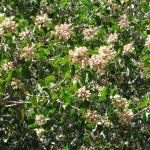 Sugar Bush blooms in the spring but still looks a nice green all summer