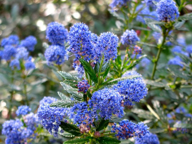 Ceanothus (wild lilac) blooms | If Nature Could Talk