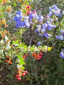 Ceanothus and manzanita - this is Lester Rowntree manzanita, a favorite