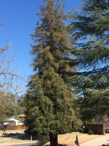 This redwood on property that has no supplemental water is browning at the top, a sign of drought stress