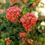 Ceanothus berry (this one is a dark star)