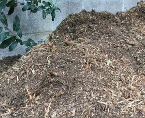 our mulch pile from dead trees and shrubs we've had chipped