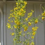 Our thornless Palo Verde Desert Museum sits in a large pot facing west