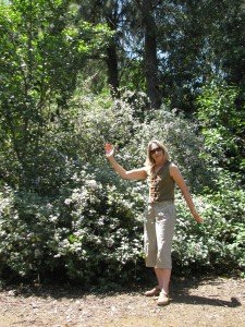 Mature bush mallow offers long-term nectar