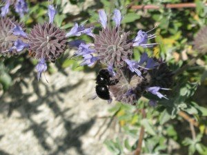 Carpenter bee on our Cleveland Sage