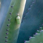 one of the chrysalis on our agave (before bringing in)