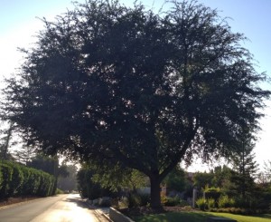 This tree next door to the poor example was pruned <10% one year ago - looks great