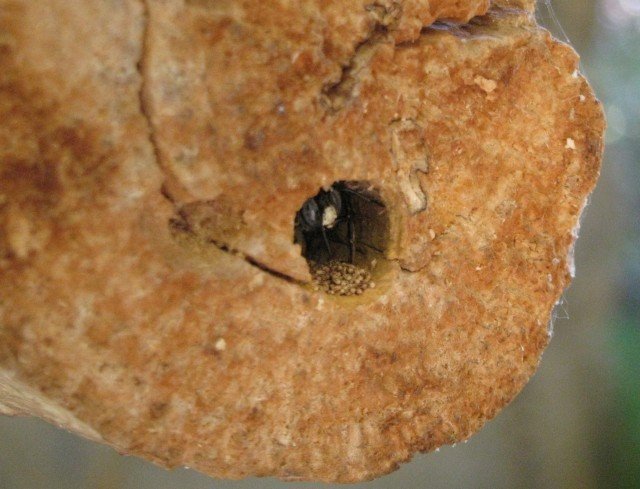 Carpenter bee looking out of nest hole - She lays one white egg on a pollen clump, separates it with a wall, then repeats for 5-7 cells per tunnel.