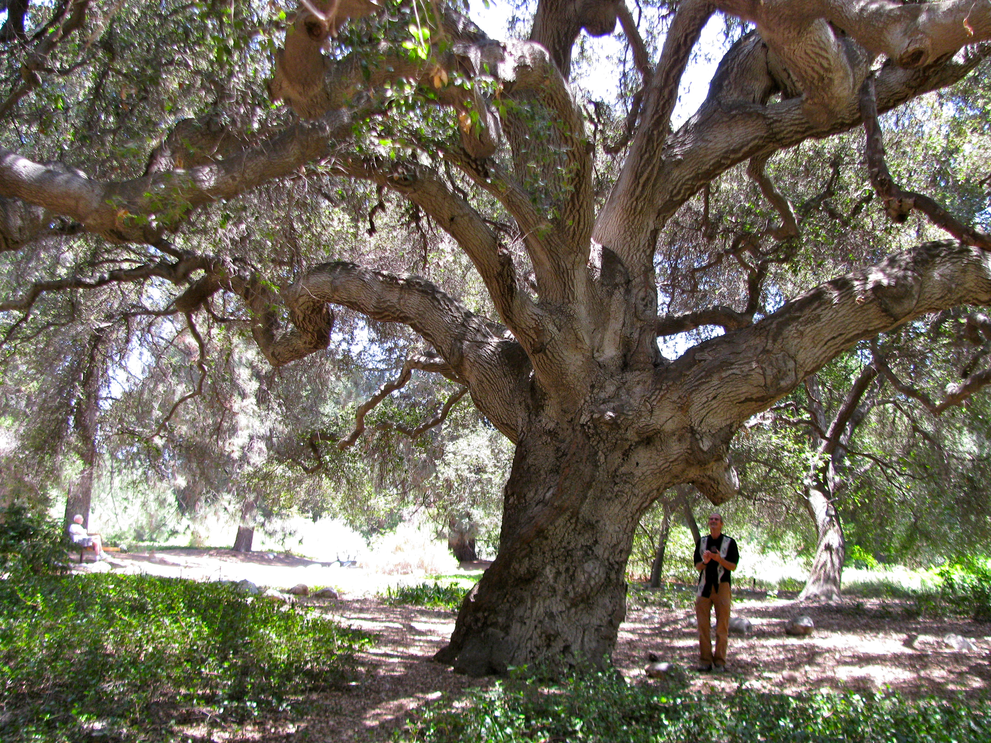 valley oak tree care