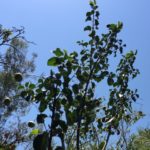 10 foot high hollyleaf cherry with its (now green) cherries in June