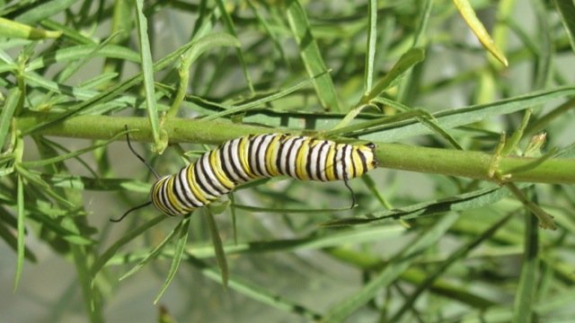 Monarch caterpillar on its host plant, milkweed