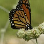Monarch sipping buckwheat nectar