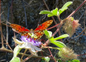 Gulf Fritillary on its host plant, passion vine