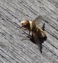 A bee fly, a native pollinator