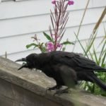 One of Seward's many crows