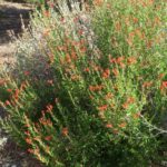 Desert Honeysuckle looks great all summer with minimal water