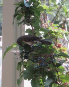 Mockingbird on Golden Abundance 