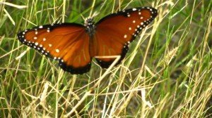 Queen butterfly's use of milkweed makes it distasteful like monarchs