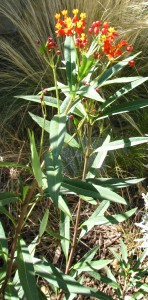 IMG_8614 milkweed