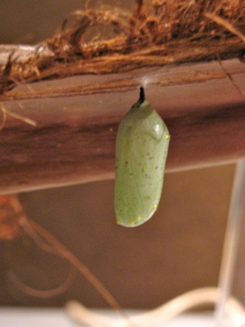 Older chrysalis - note difference from young one, such as the spots