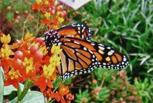 Herbicides have impacted milkweed, the monarch's host plant (Monika Moore photo)