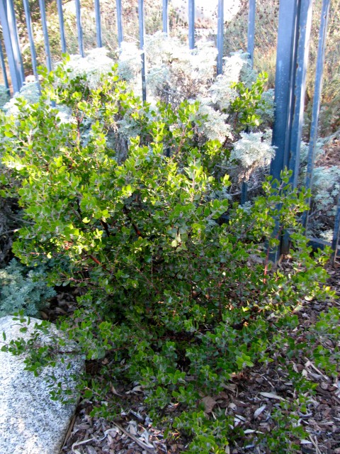 Sunset Manzanita has grown well in our west-facing yard