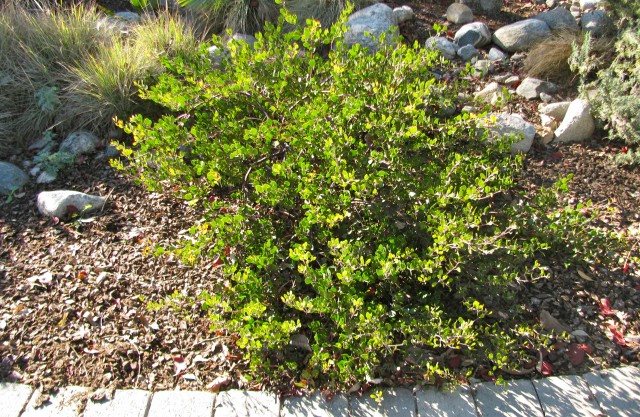 Manzanita Franciscan in our front yard (Arctostaphylos Hookeri Franciscan