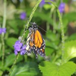 One of Christine Cury's adult monarchs successfully raised on non-sprayed  milkweed