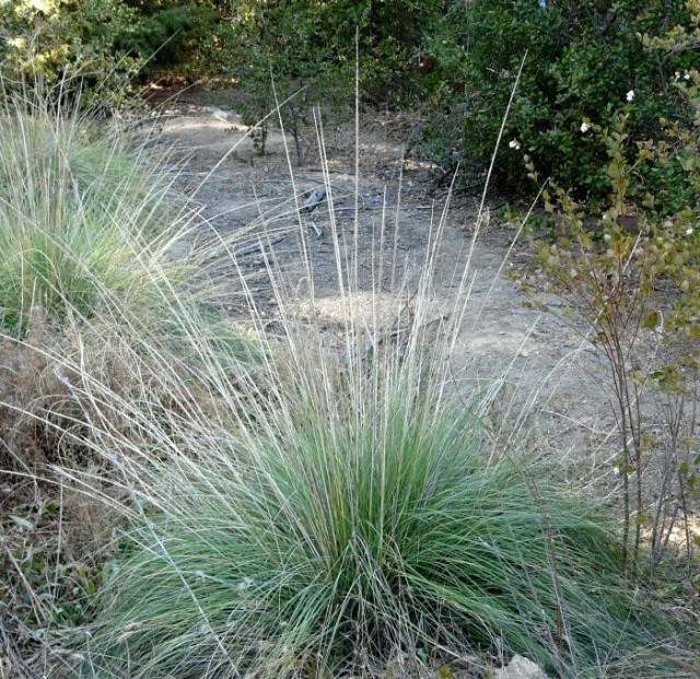 Consider deer grass instead of invasive pampas or fountain grass