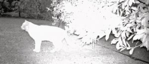 Cat caught on wildcam