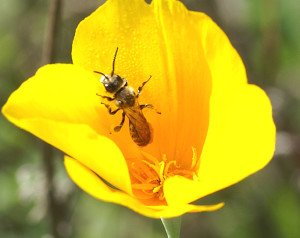 Yellow-faced Bee (Courtesy Michael Klein) 