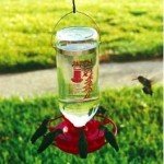 The Best Hummingbird Feeder is available online and at many bird stores