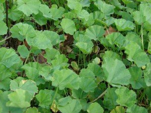 Cheeseweed, a type of mallow