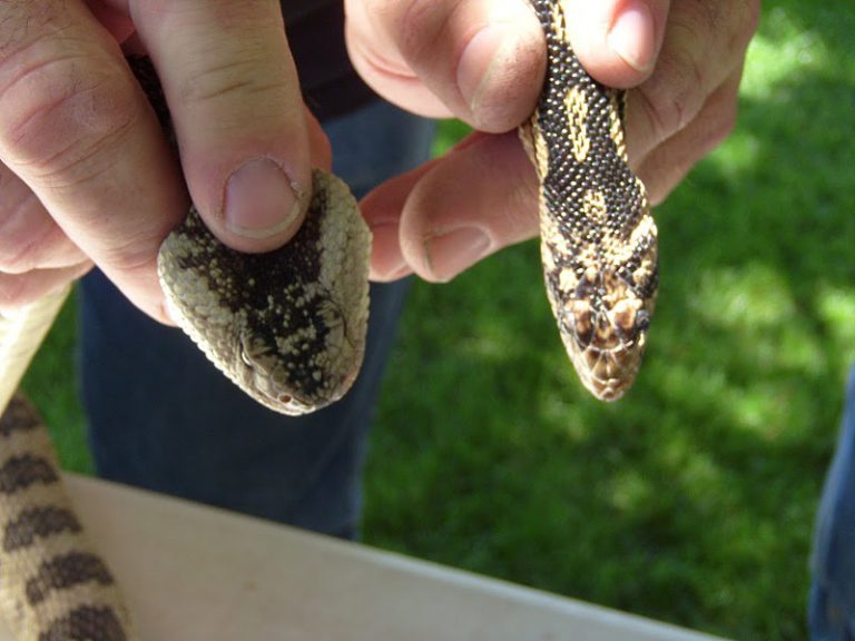 It S Springtime For Baby Rattlers And Other Snakes If Nature