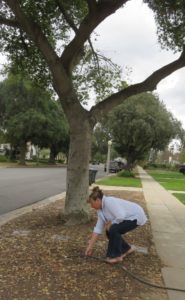 Hose being placed in tree's drip line 